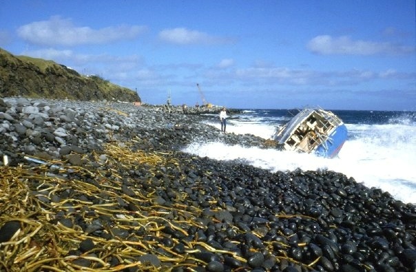 Chricanto on the rocks at Tristan with waves and seaweed in the foreground.