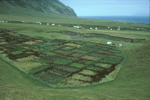 The potato patches on Tristan with Inaccessible Island visible in the distance.